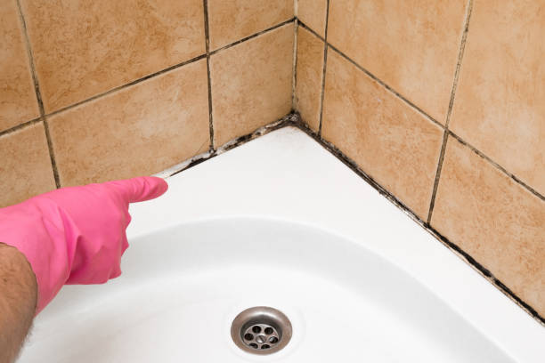 Mold Removal Process in Jasper, IN